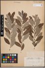 Foto von Salix cinerea L.